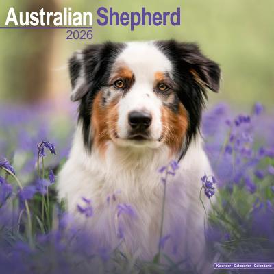 CALENDRIER 2026 - BERGER AUSTRALIEN
