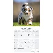CALENDRIER 2026 - BERGER AUSTRALIEN