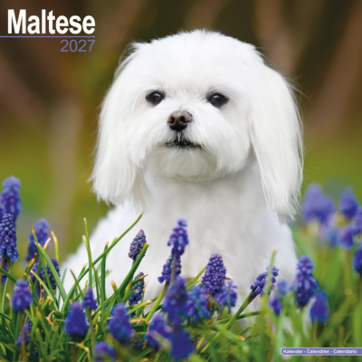 CALENDRIER 2027 - BICHON MALTAIS