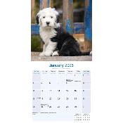 CALENDRIER 2026 - BOBTAIL
