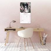 CALENDRIER 2026 - BORDER COLLIE