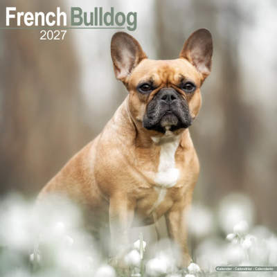 CALENDRIER 2027 - BOULEDOGUE FRANCAIS