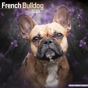 CALENDRIER 2026 - BOULEDOGUE FRANCAIS