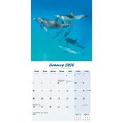 CALENDRIER 2026 - DAUPHINS