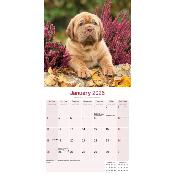 CALENDRIER 2026 - DOGUE DE BORDEAUX