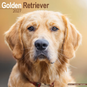 CALENDRIER 2027 - GOLDEN RETRIEVER
