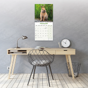 CALENDRIER 2027 - LAPINS