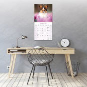 CALENDRIER 2027 - EPAGNEUL PAPILLON NAIN