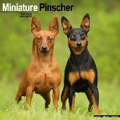 CALENDRIER 2026 -PINSCHER NAIN