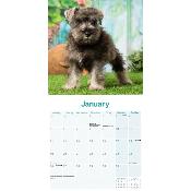 CALENDRIER 2026 - SCHNAUZER NAIN