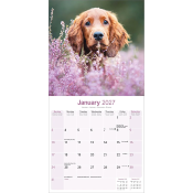 CALENDRIER 2027 - SETTER IRLANDAIS