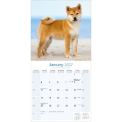 CALENDRIER 2027 - SHIBA INU