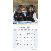 CALENDRIER 2026 - TECKEL POIL COURT