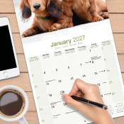CALENDRIER 2027 - TECKEL POIL LONG