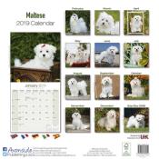 CALENDRIER 2019 - BICHON MALTAIS