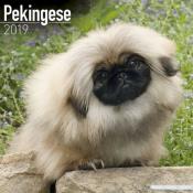 CALENDRIER 2019 - PEKINOIS