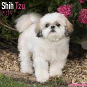 CALENDRIER 2019 - SHIH TZU