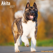 CALENDRIER 2027 - AKITA INU