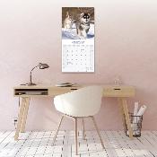 CALENDRIER 2026 - ALASKAN MALAMUTE