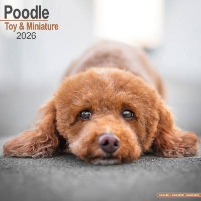 CALENDRIER 2026 - CANICHE NAIN & TOY