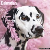CALENDRIER 2027 - DALMATIEN