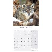 CALENDRIER 2026 - LOUPS