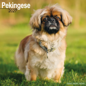 CALENDRIER 2027 - PEKINOIS