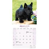 CALENDRIER 2026 - SCOTTISH TERRIER