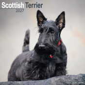 CALENDRIER 2027 - SCOTTISH TERRIER