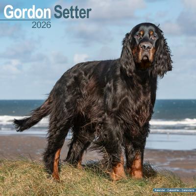 CALENDRIER 2026 - SETTER GORDON