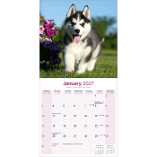CALENDRIER 2027 - HUSKY  SIBERIEN
