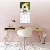 CALENDRIER 2026 - SPITZ NAIN