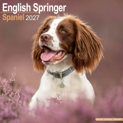 CALENDRIER 2027 - SPRINGER SPANIEL ANGLAIS