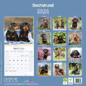 CALENDRIER 2026 - TECKEL POIL COURT