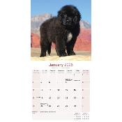 CALENDRIER 2026 - TERRE NEUVE