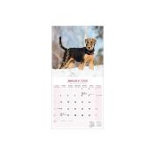 CALENDRIER 2026 - AIREDALE