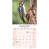 CALENDRIER 2026 - OISEAUX DES JARDINS