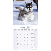 CALENDRIER 2027 - ALASKAN MALAMUTE