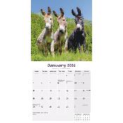 CALENDRIER 2026 - ANES