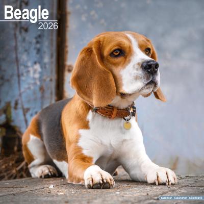 CALENDRIER 2026 - BEAGLE