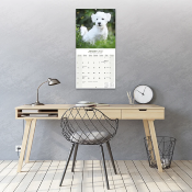 CALENDRIER 2027 - BICHON MALTAIS