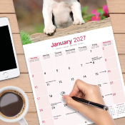 CALENDRIER 2027 - BOSTON TERRIER