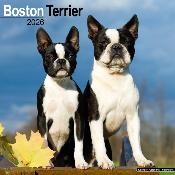 CALENDRIER 2026 - BOSTON TERRIER