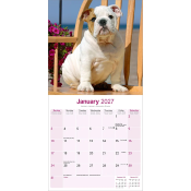 CALENDRIER 2027 - BOULEDOGUE ANGLAIS