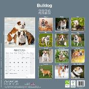 CALENDRIER 2026 - BOULEDOGUE ANGLAIS