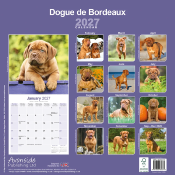 CALENDRIER 2027 - DOGUE DE BORDEAUX