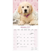 CALENDRIER 2027 - GOLDEN RETRIEVER