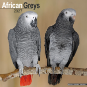 CALENDRIER 2027 - PERROQUET GRIS DU GABON