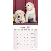 CALENDRIER 2027 - LABRADOR SABLE