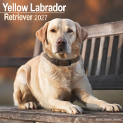 CALENDRIER 2027 - LABRADOR SABLE